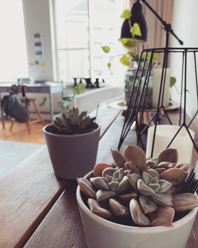 植物のある生活