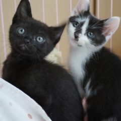 我が家に子猫たちがやって来た