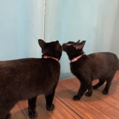 居心地の良いおしゃれな空間の作り方７「鏡」