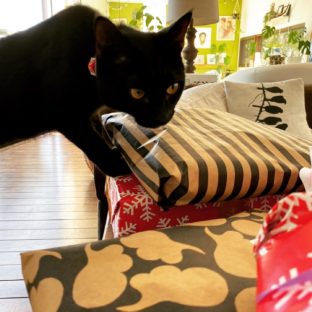我が家の猫たち初めてのクリスマスプレゼントは何にしよう？