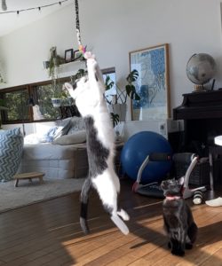 猫じゃらしと猫