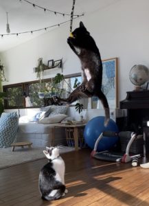 猫じゃらしと猫