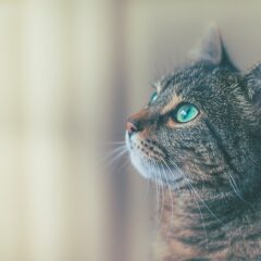 外で暮らす命　犬と猫のためにできること