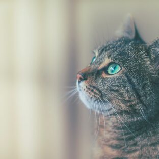 外で暮らす命 犬と猫のためにできること