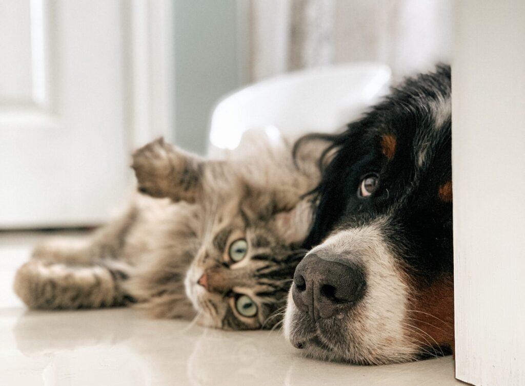 外の犬と猫を保護する