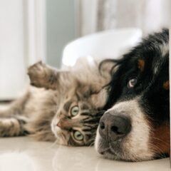 チャリティートートバッグ予約販売開始！