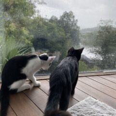 猫日記1「9年ぶりに猫がやって来た」