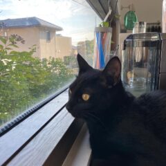 陽の今年の目標