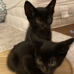 猫日記2「黒猫兄弟がやって来た」