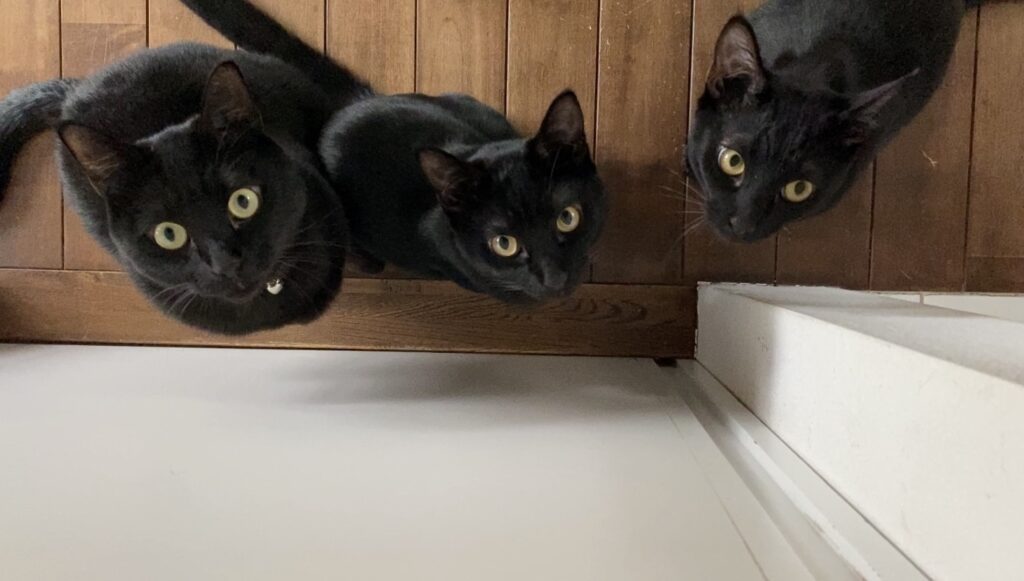 3匹の黒猫