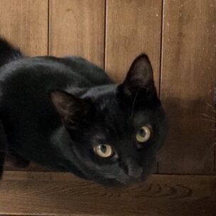 小さな命を救うためにできること