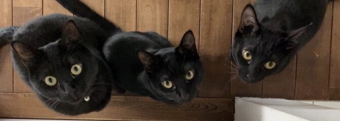 犬や猫の命を救うお店Peaceful Smile