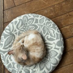 発送業務お休みのお知らせ