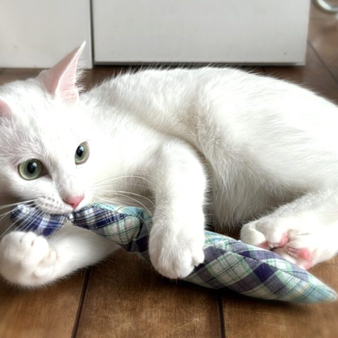 猫のおもちゃ cat toy