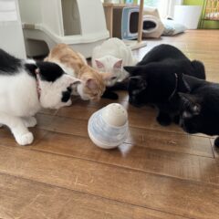 発送業務一時停止のお知らせ