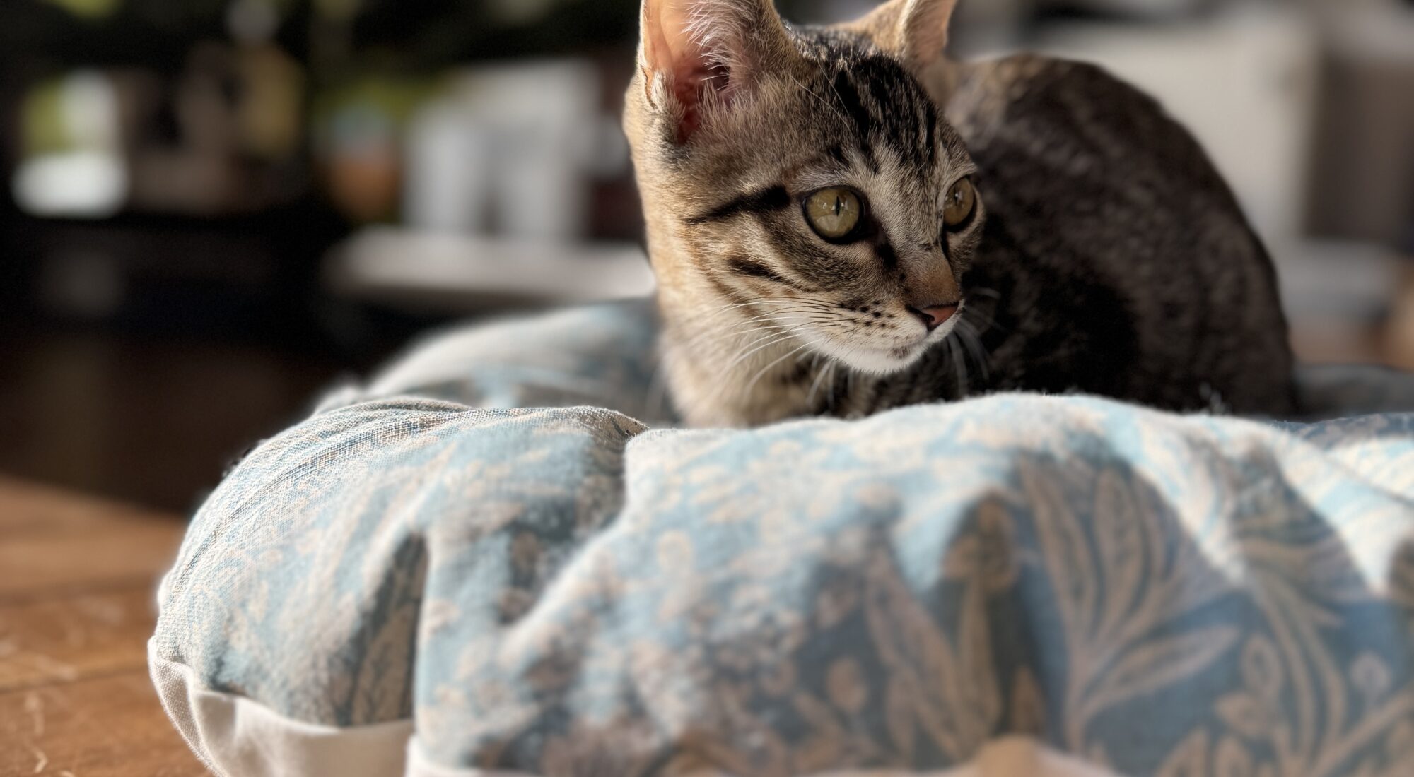 猫のクッション