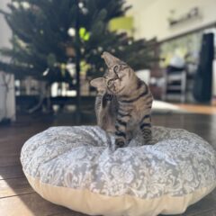 片付けないと猫の命が危ない！