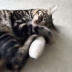 猫のおもちゃ　ウールサッキング対応