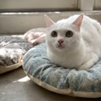 シャビーシック な クッション