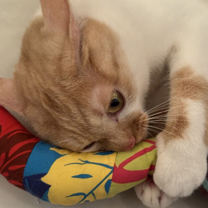 猫のおもちゃ